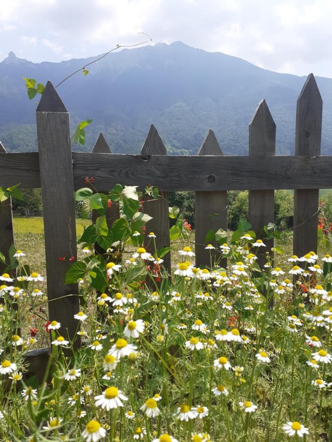 Coste Del Gaggio - Country House B&B - Garda Trentino Drena Eksteriør billede